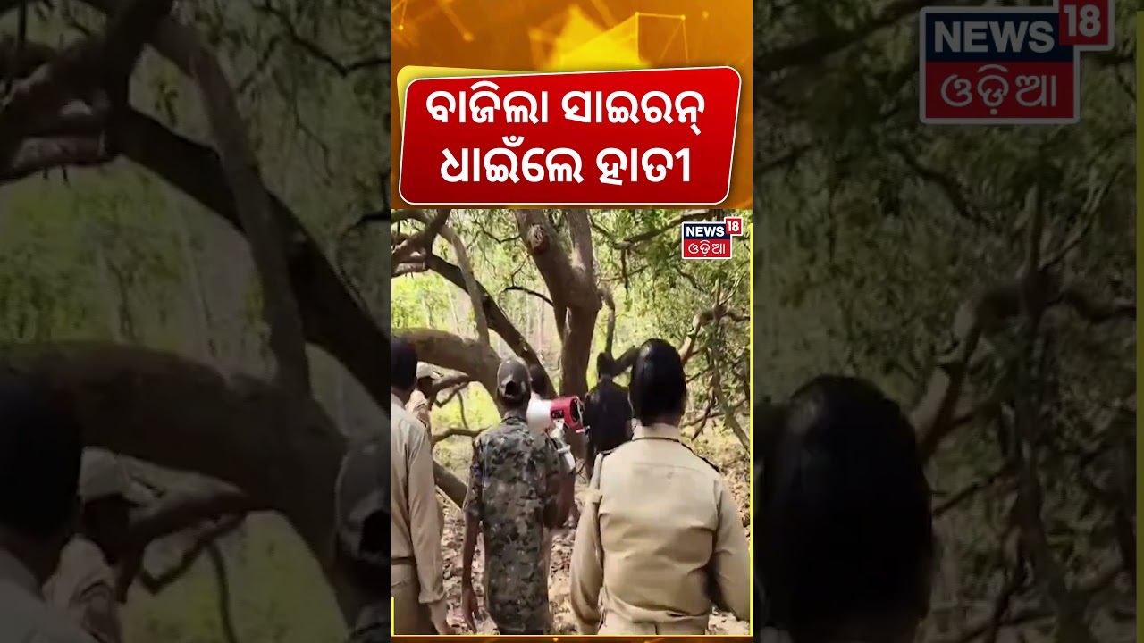 ବାଜିଲା ସାଇରନ୍, ଧାଇଁଲେ ହାତୀ... Sirens, Chaos & Forest Action | Tusker Panic Near Narsinghpur, Cuttack