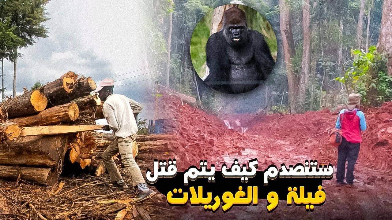 #66 شركات لقطع أشجار الغابة الإستوائية و محميات لصيد الحيوانات 🦍🐘