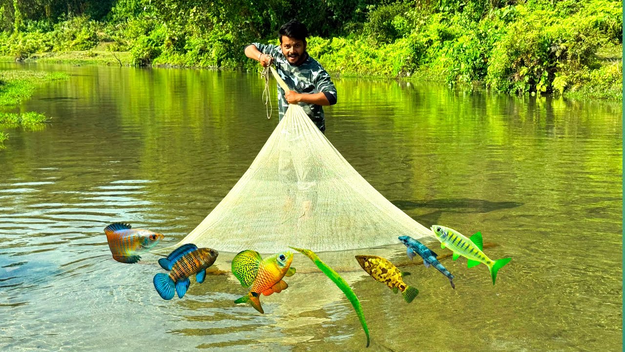 Gourami Fish Paradise🐟🎏🐠| Assam River Fishing and Catching for Aquarium Tanks