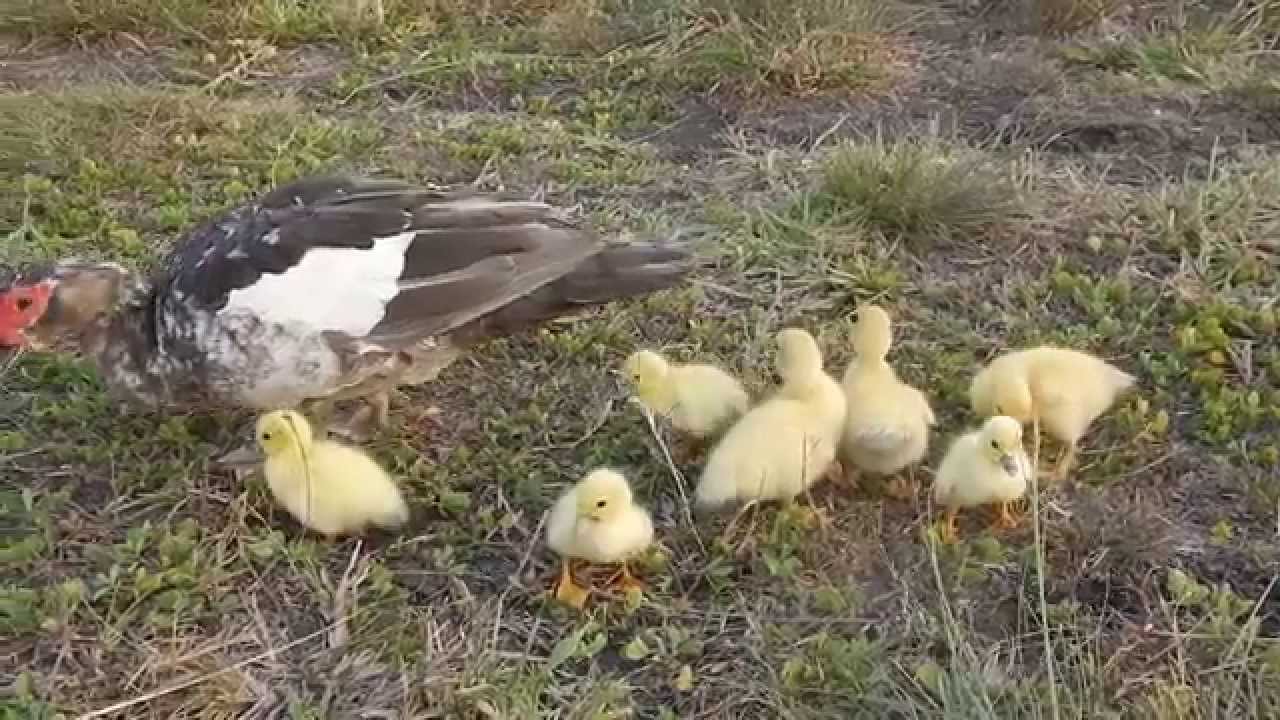 Raising Ducks: The Adventures of Seven Muscovy Ducklings
