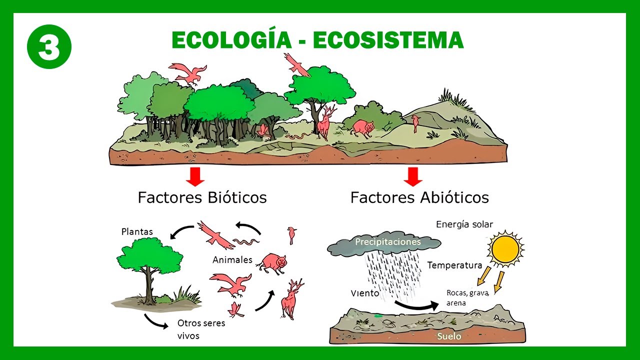 Ecolog&iacute;a y Ecosistema | Biolog&iacute;a 3