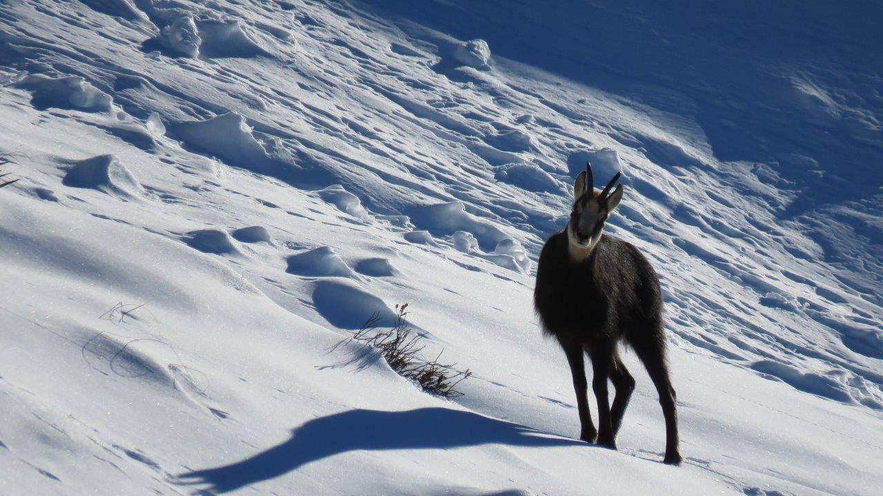 Chamois Hunt May 2018