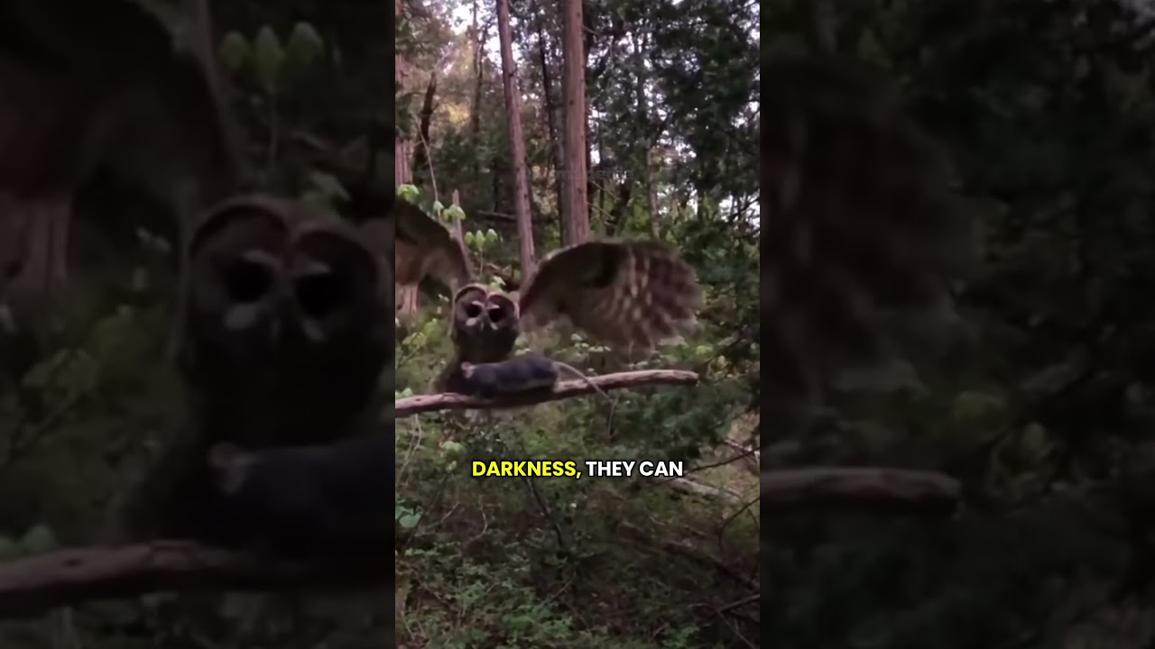 The SHOCKING Truth About Owl Facts You Never Knew 
