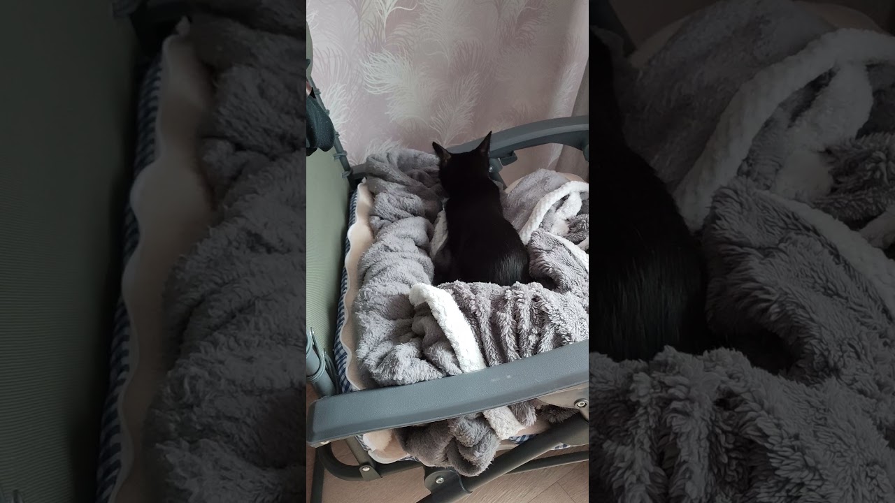 Котика готовится ко сну ) #оле7 #ластёна #cat #котофейка #кот #видосыоткота #животные #топ