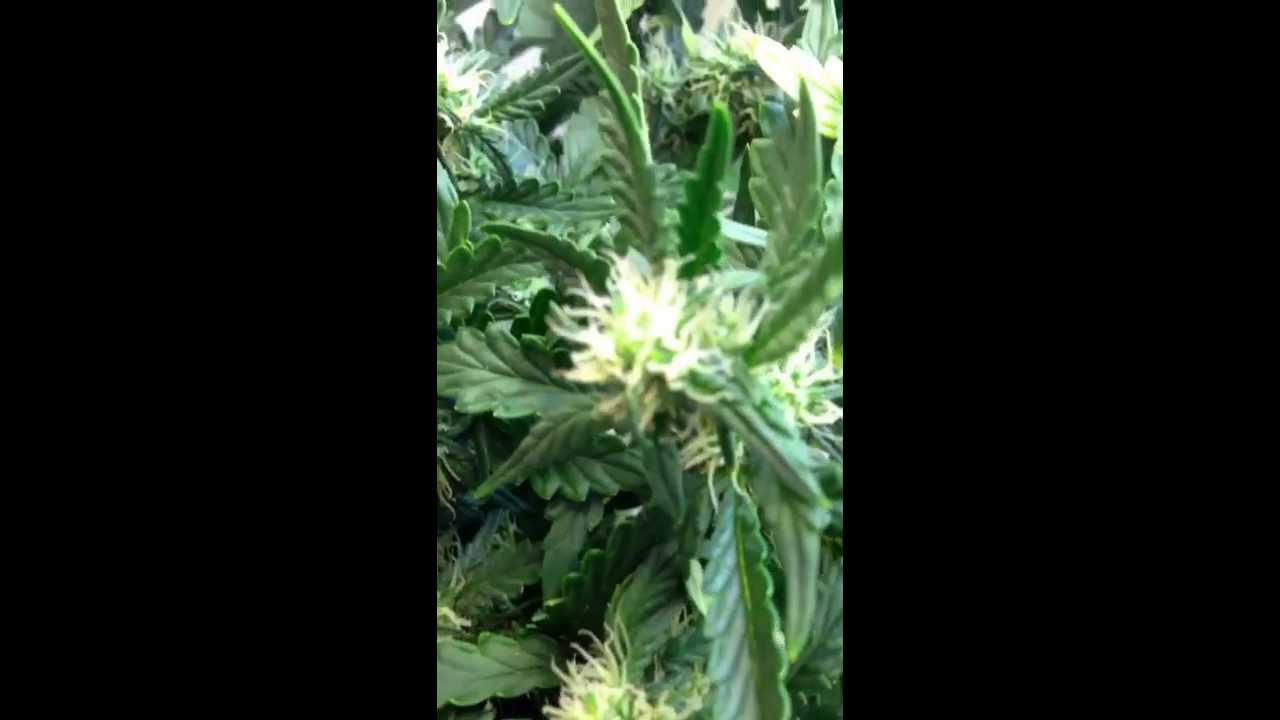 Nirvana Northern Lights Auto-flower 