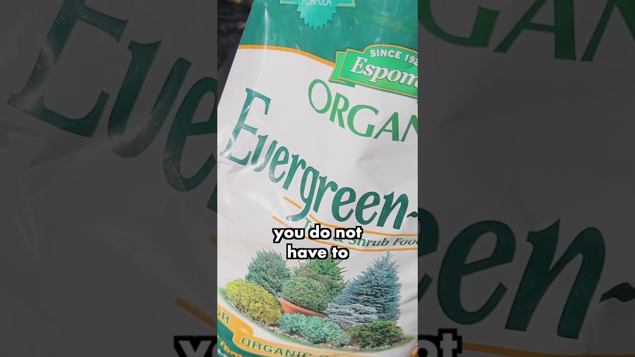 How To Fertilize Evergreens 🌲|| Wyse Guide