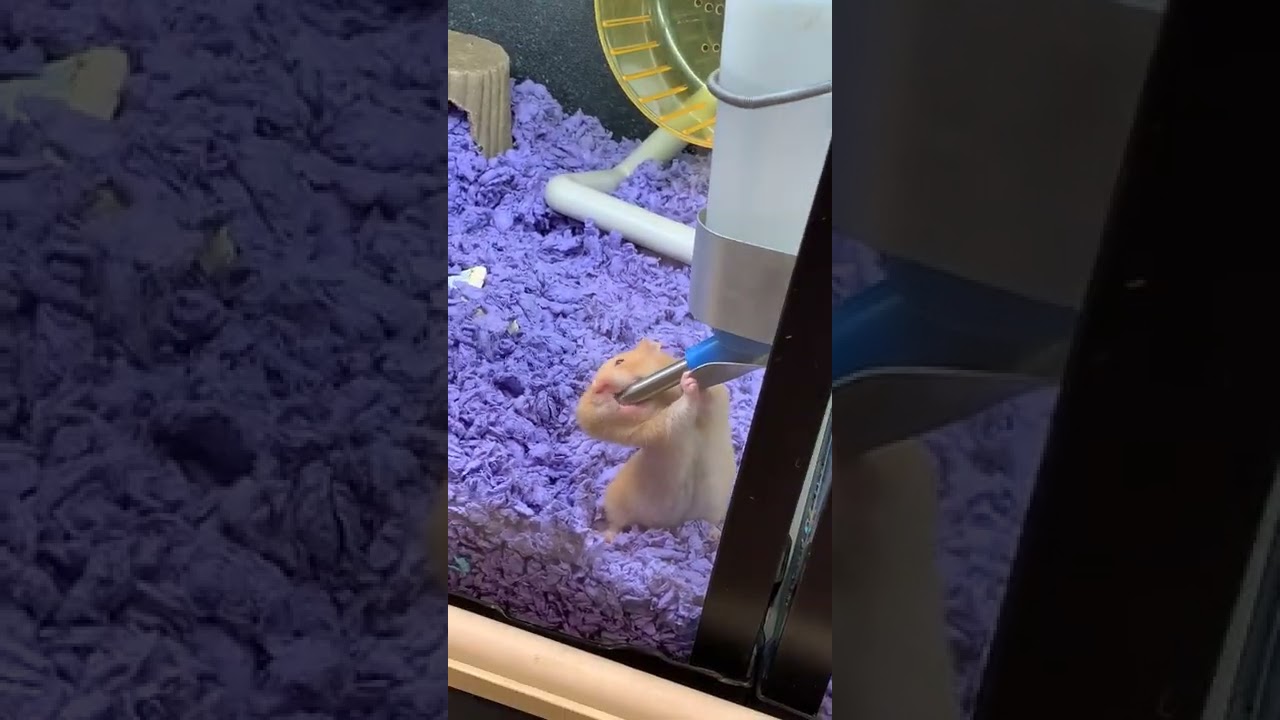Orange Hamster Puts Entire Water Nozzle Into Mouth