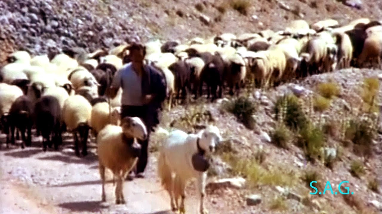 ΓΑΡΔΙΚΙΩΤΕΣ ΤΣΕΛΙΓΚΑΔΕΣ - ΓΑΡΔΙΚΙ ΤΡΙΚΑΛΩΝ - Ο ΣΚΑΡΟΣ ΤΟΥ ΣΩΤ.  ΣΓΟΥΡΟΥ.