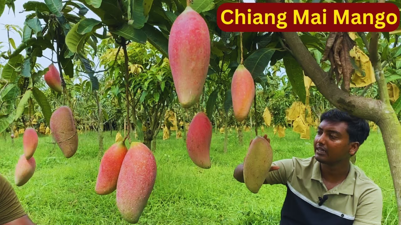 Chiangmai (Red Ivory) Mango Farming In India | Earning 650000 Per Acre | Basundhara Nursery Basirhat