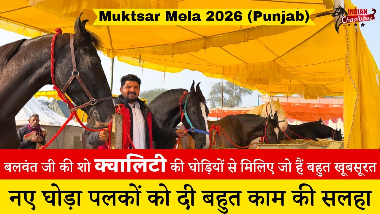 बलवंत जी की शो क्वालिटी की घोड़ियों से मिलिए जो हैं बहुत खूबसूरत Muktsar Mela 2026