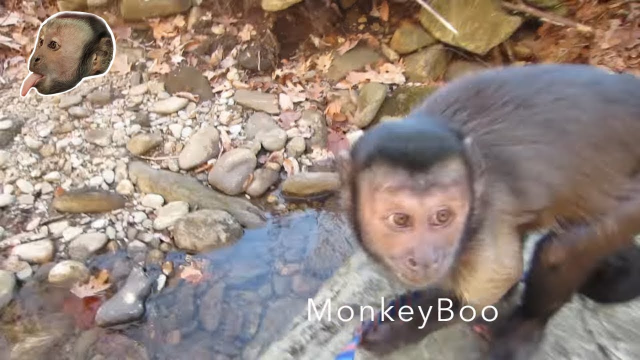 Monkey Picnic