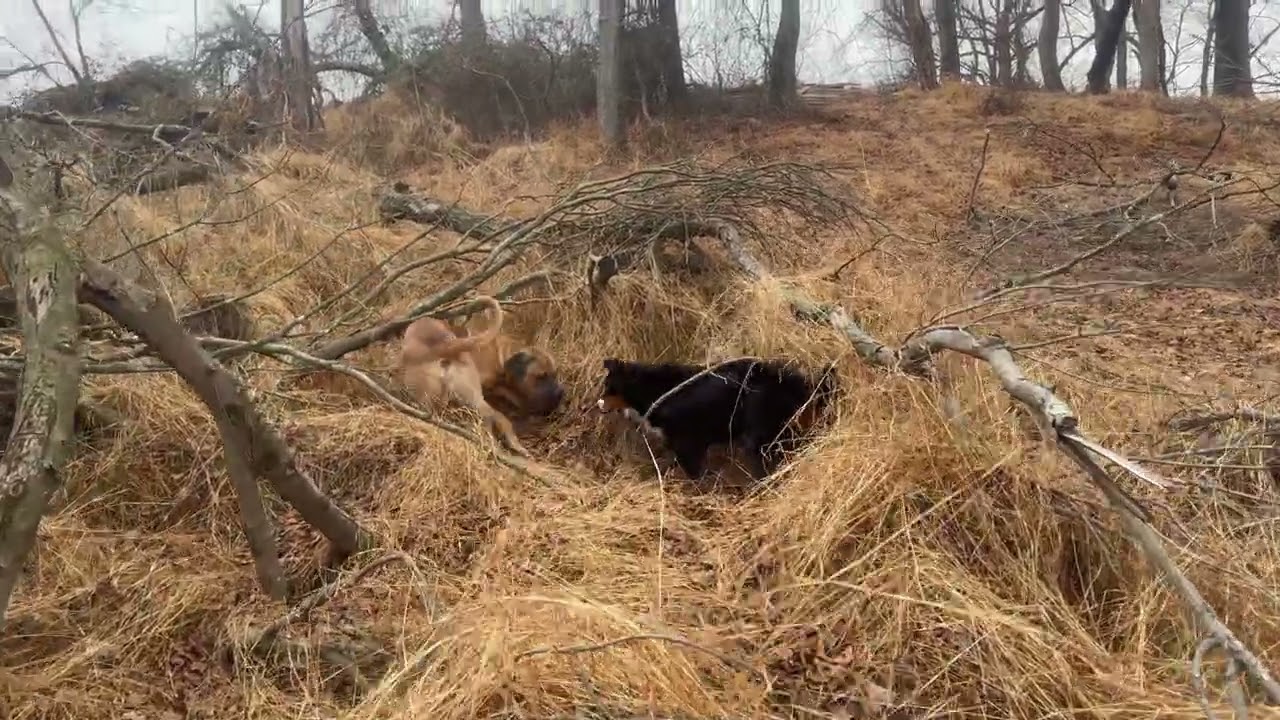 The best group of dogs playing tag. Meet Kujo, Lyla and Charlie. 🐾 