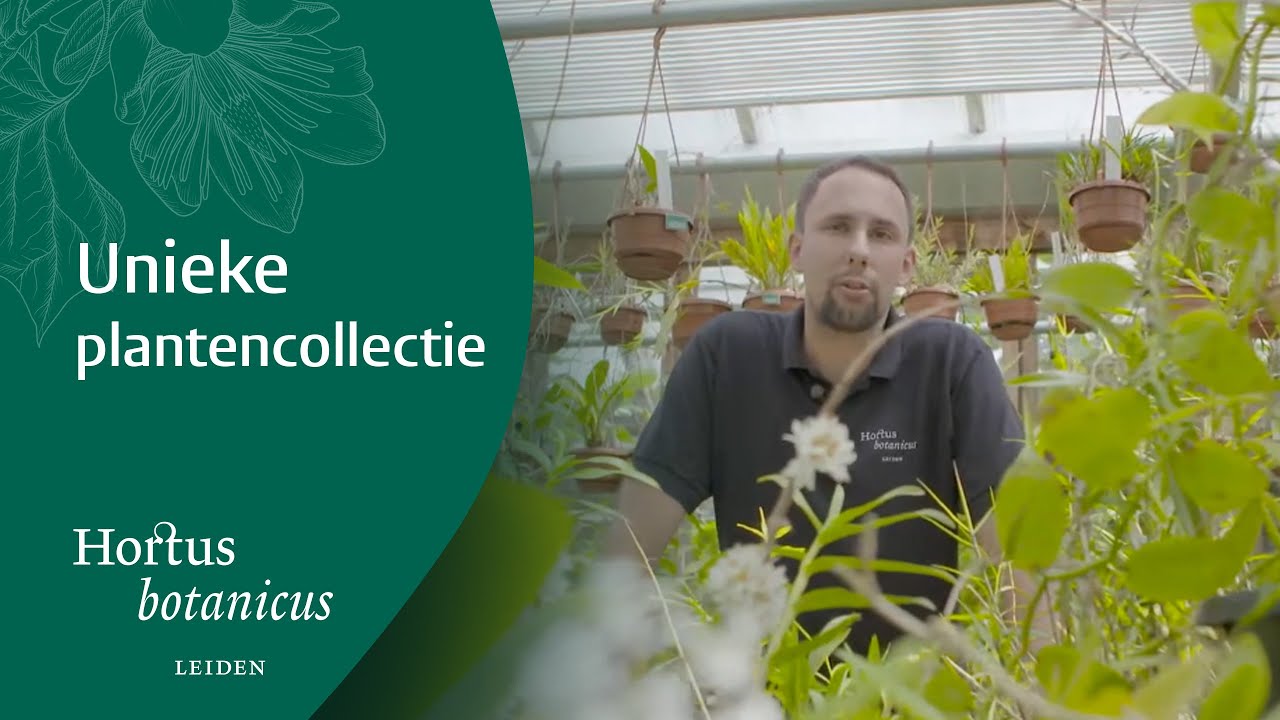 Orchideeen / Orchids in de Hortus botanicus Leiden