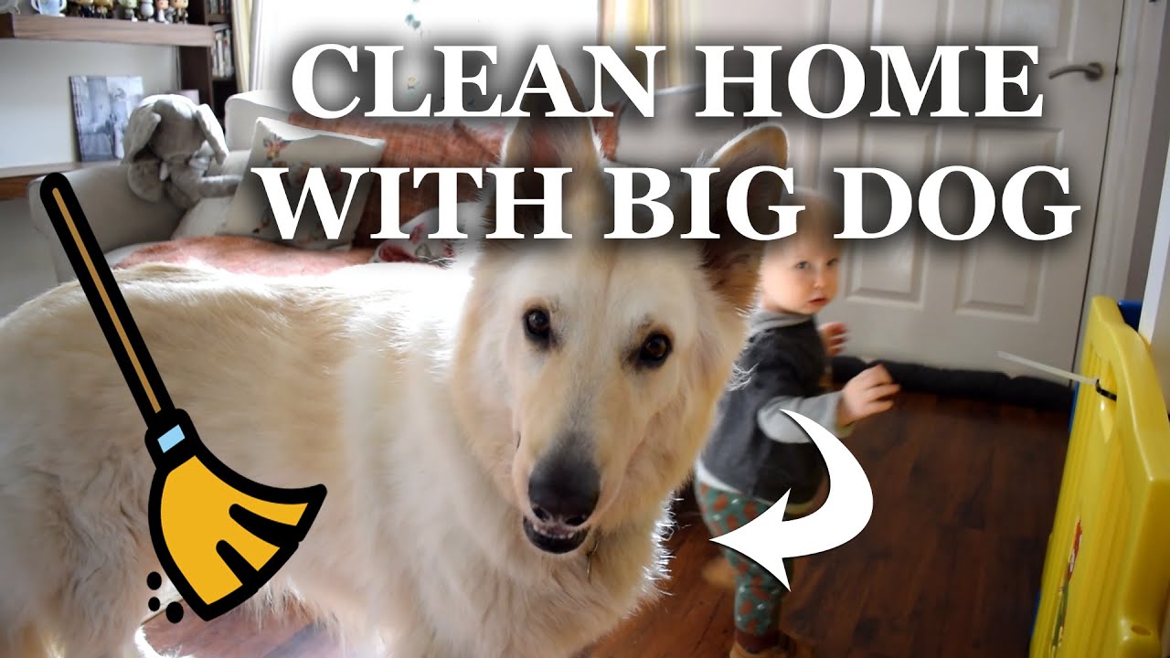 HOW TO CLEAN A HOUSE WITH BIG DOG | CLEAN WITH ME POWER HOUR | ALINA GHOST