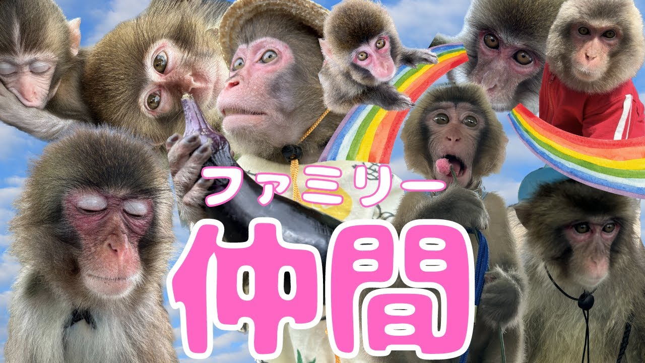 間中ファミリー　だい　あらし　かある　とび　はしら　ぶう　やっさん　みんな出てるよ🤩