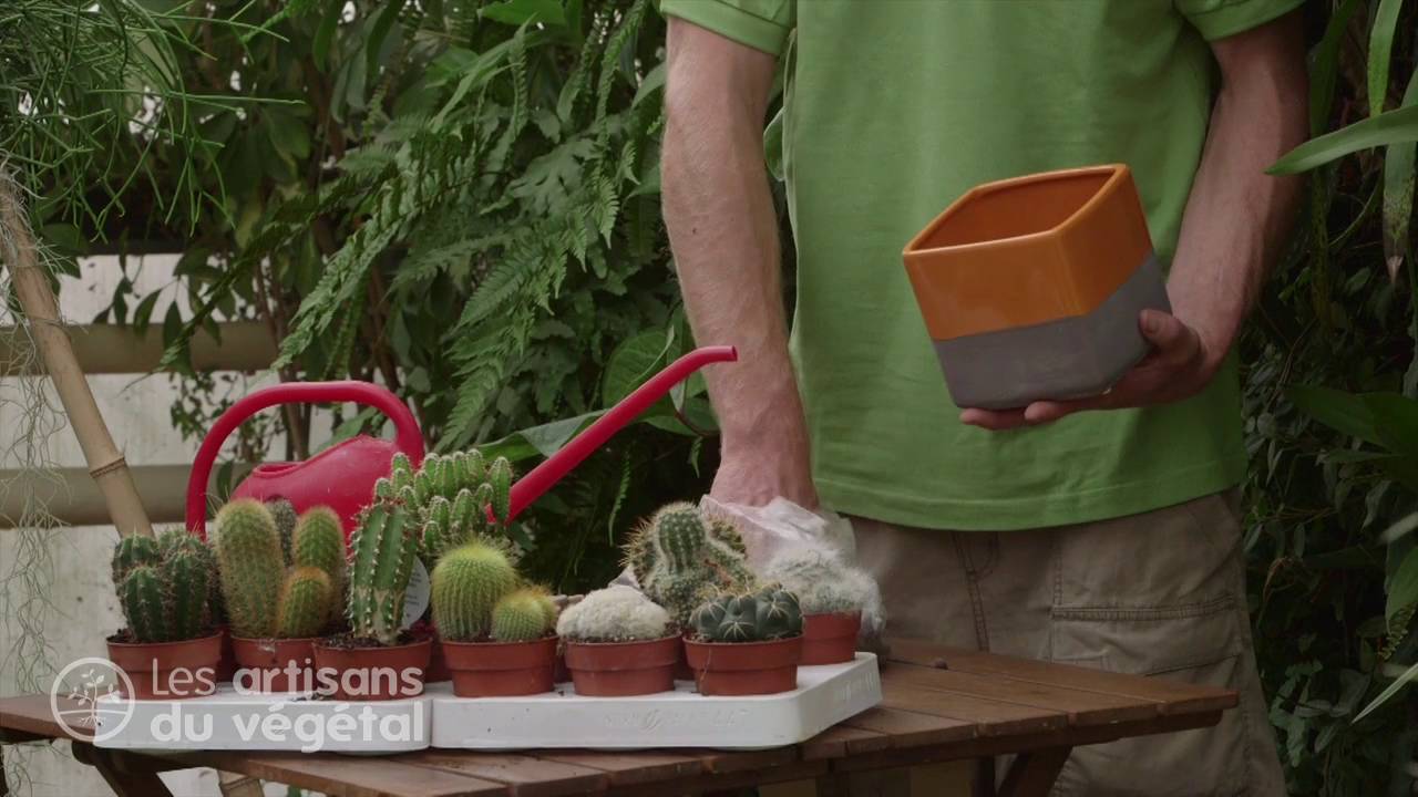 Comment entretenir vos cactus ? 🌵
