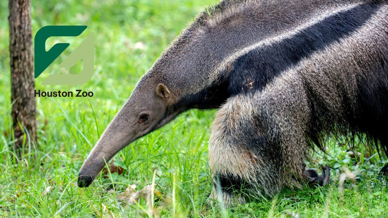 Jaguars Can't Stop This Giant Anteater