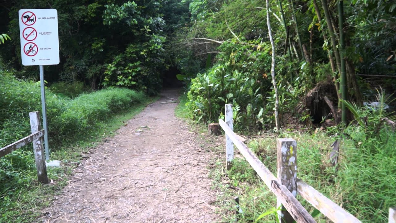 Singapore, MacRitchie Trails - Venus Link | Sony a6000 SEL18200