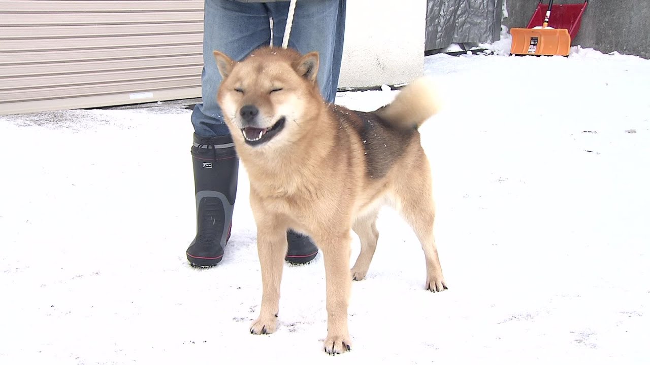 天然記念物「北海道犬」赤ちゃん誕生の一方…減少でピンチ CMの