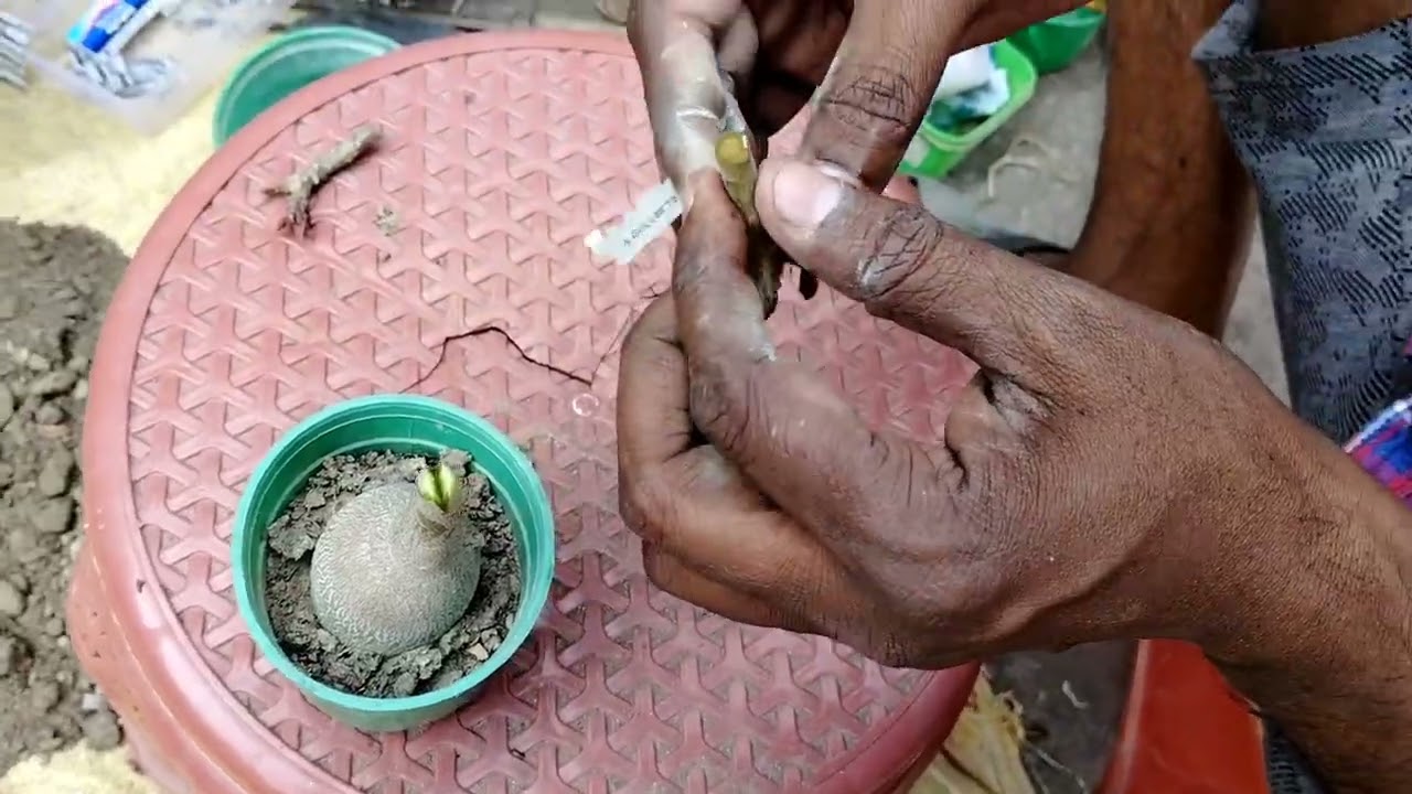 Adenium graft #adenium #adeniumgrafting #adeniumcare 