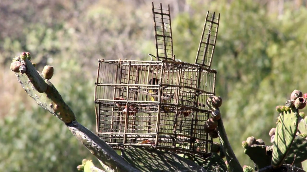 canto de calandria palmera en audio y video para llamar el mejor (  🐦 LLAMADOR )