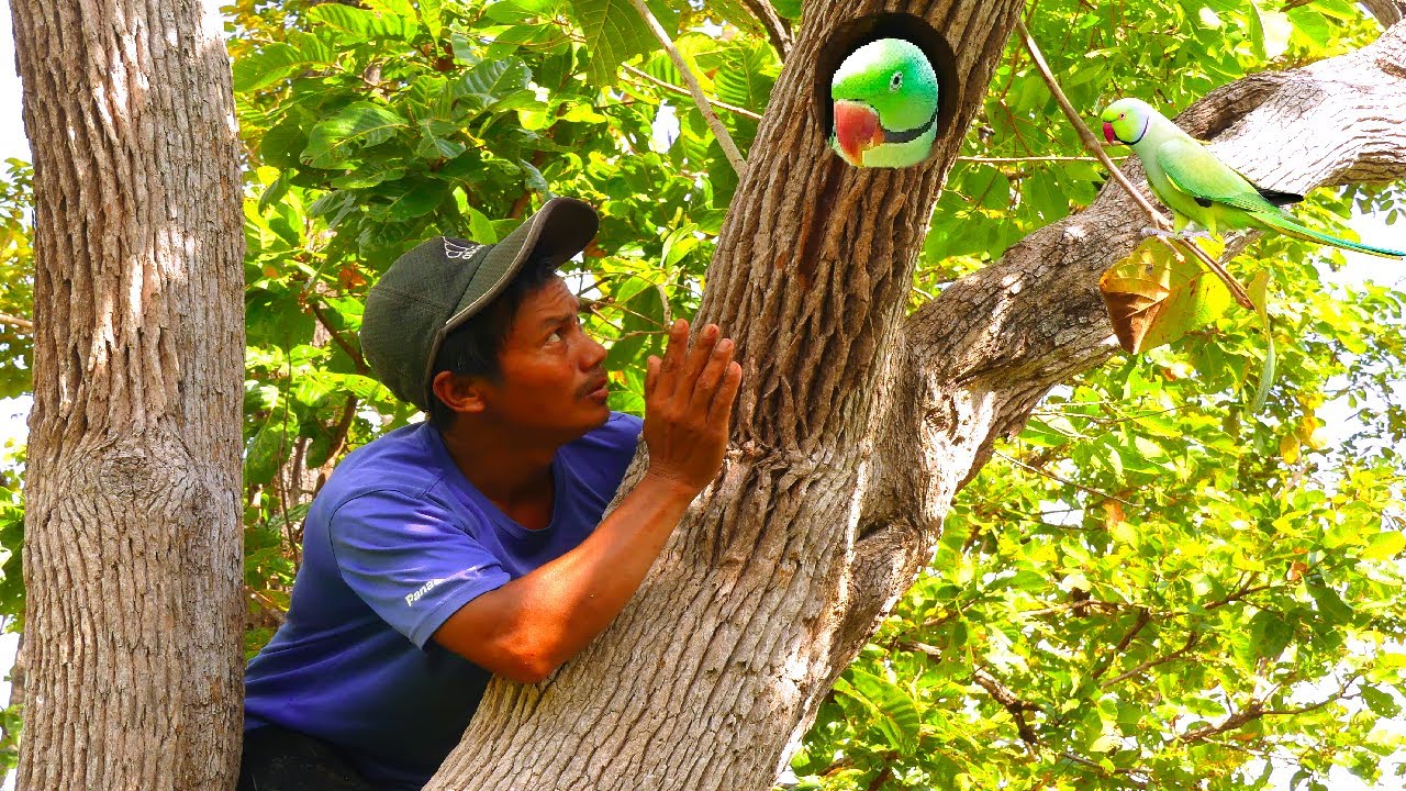 Catch a parrot in a tree