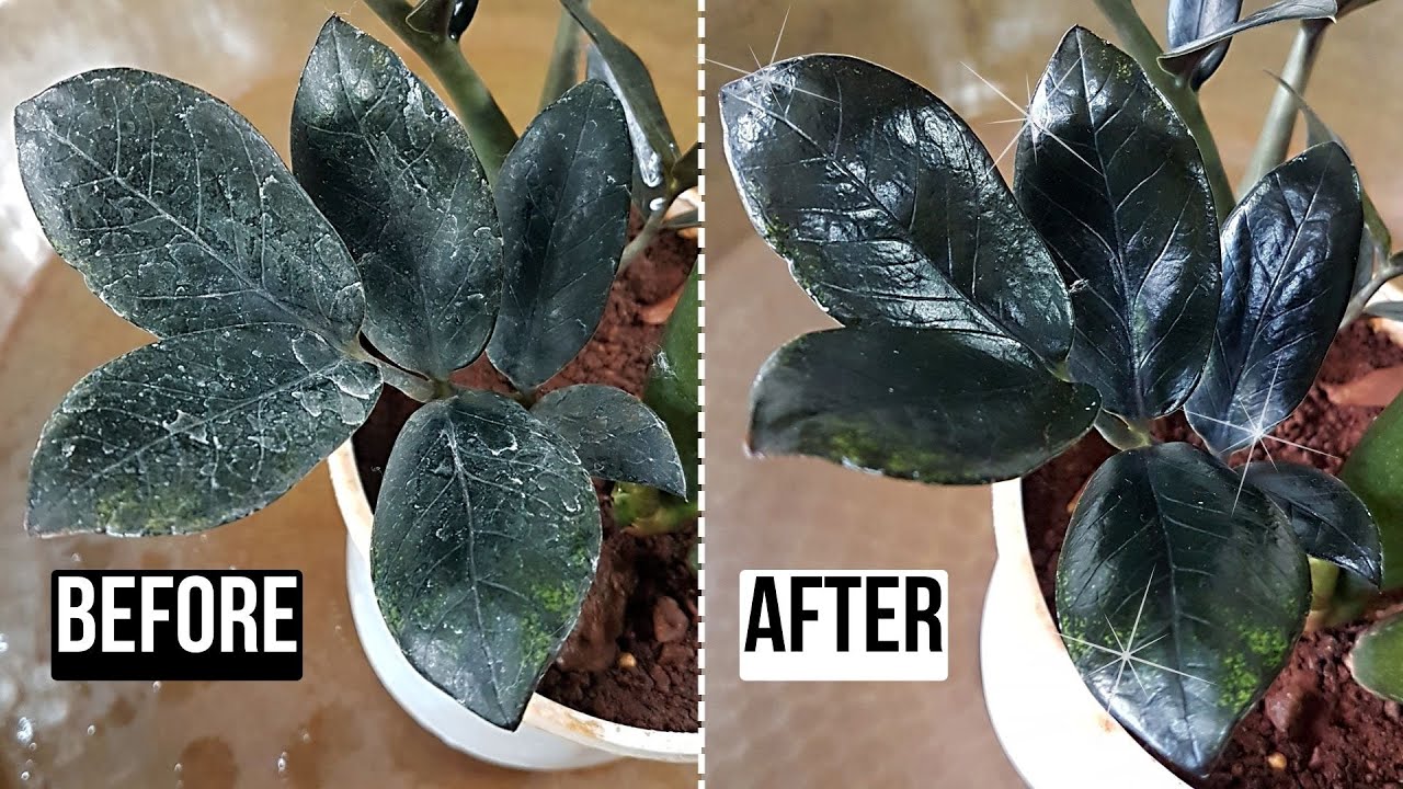 How to Clean Houseplant Leaves | Clean Hard Water Spots on Leaves with Guaranteed Results!