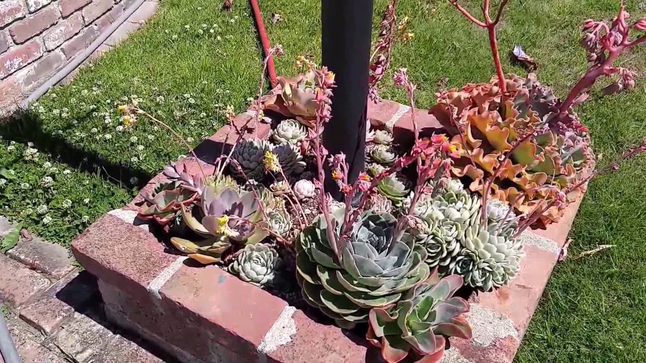 Echeveria seed harvest