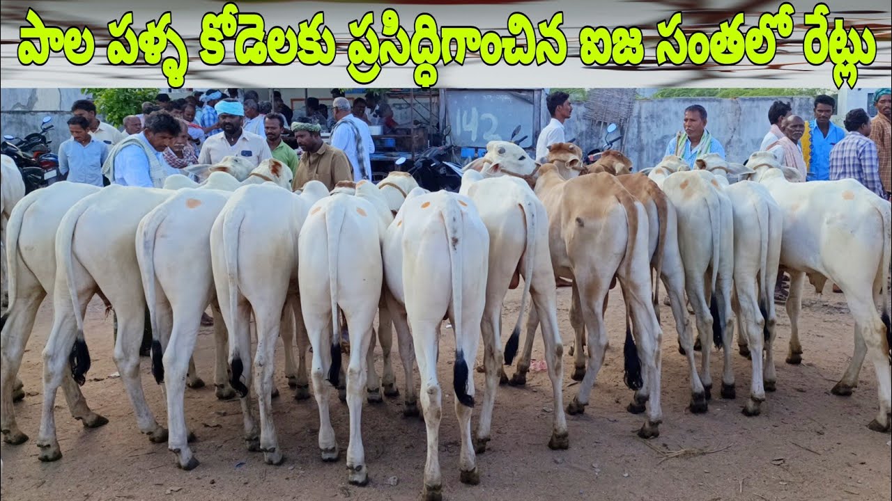పాల పళ్ళ కోడెలకు ప్రసిద్ధిగాంచిన ఐజ సంతలో రేట్లు-milk teeth bulls market in ieeja-ox videos-ox-bulls