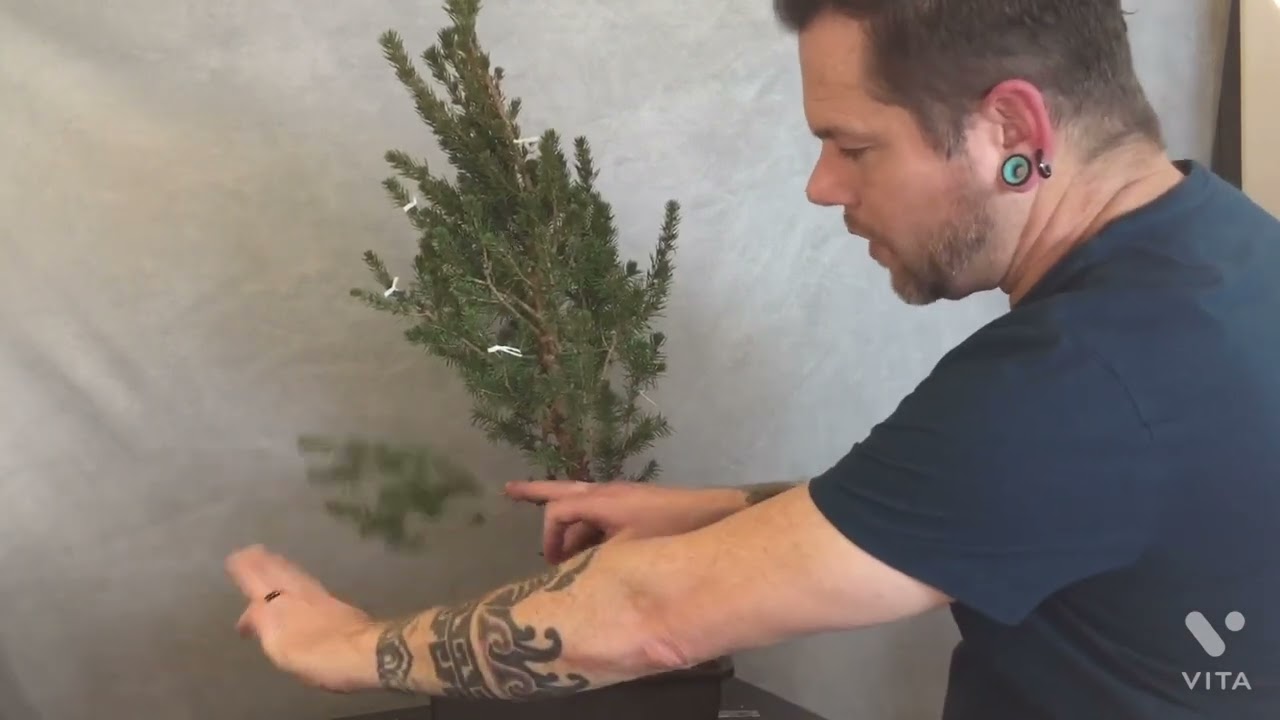 How to turn a living Christmas tree into bonsai. Dwarf Alberta spruce part 2 of 3.