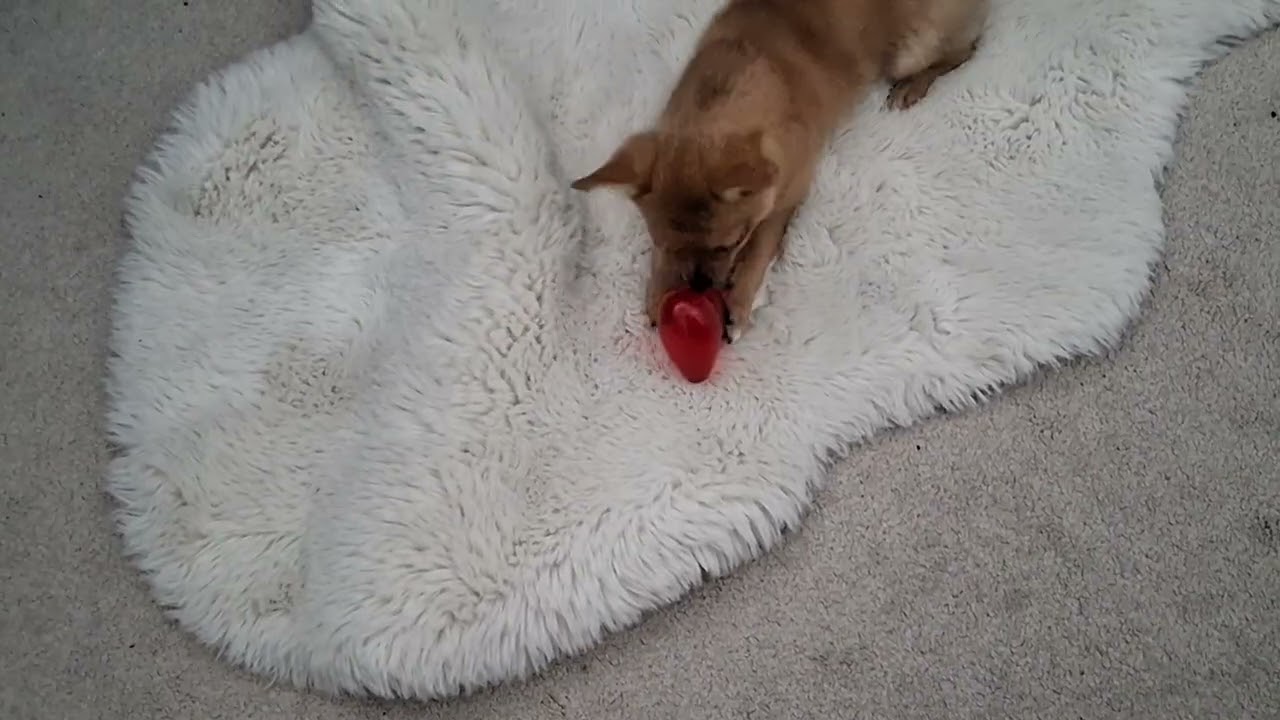 My pomchi dog part 6 valentine's day