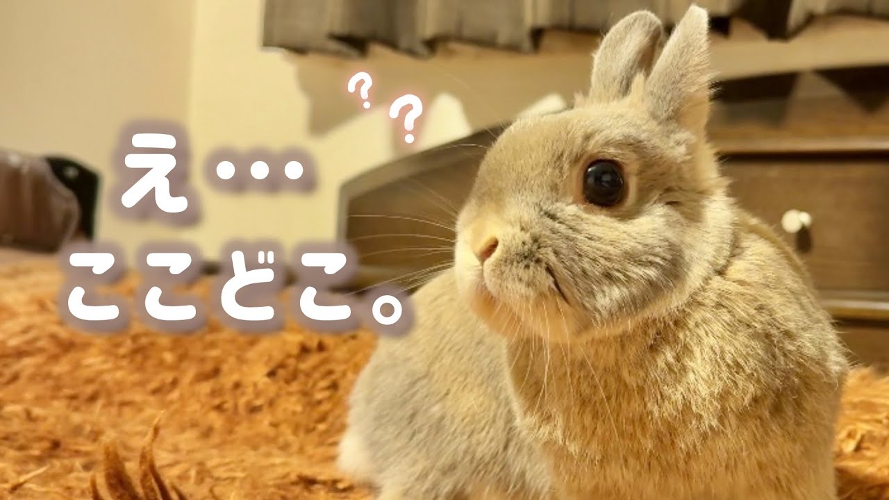【初公開】禁断の寝室へ…初めてベッドに降ろされたうさぎが、見たことない顔をしました。