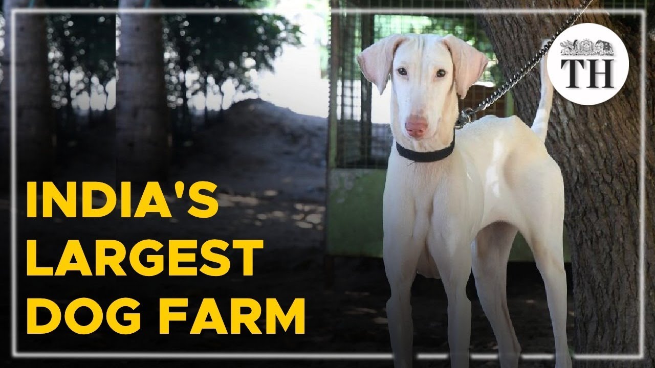 Inside India's largest dog farm