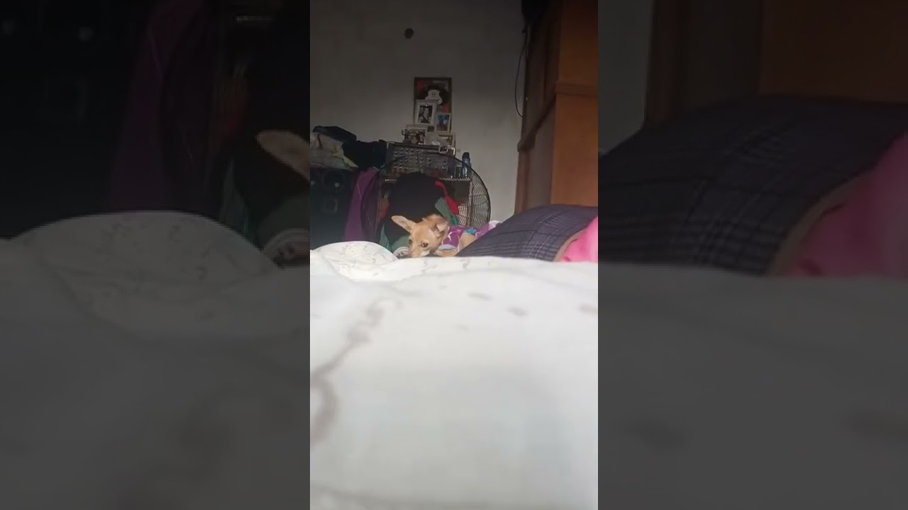 perra malvada😼