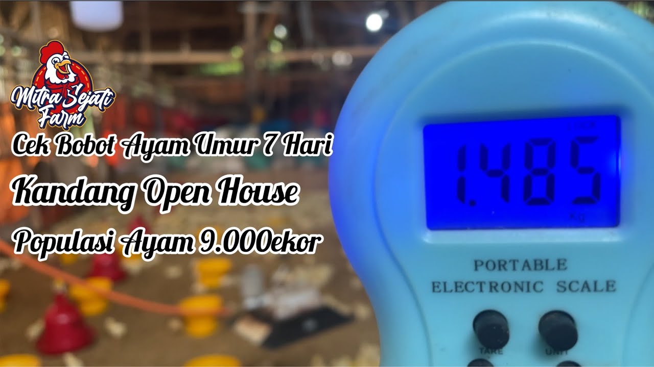 Bobot Ayam Umur 7 Hari|Populasi Ayam 9.000ekor