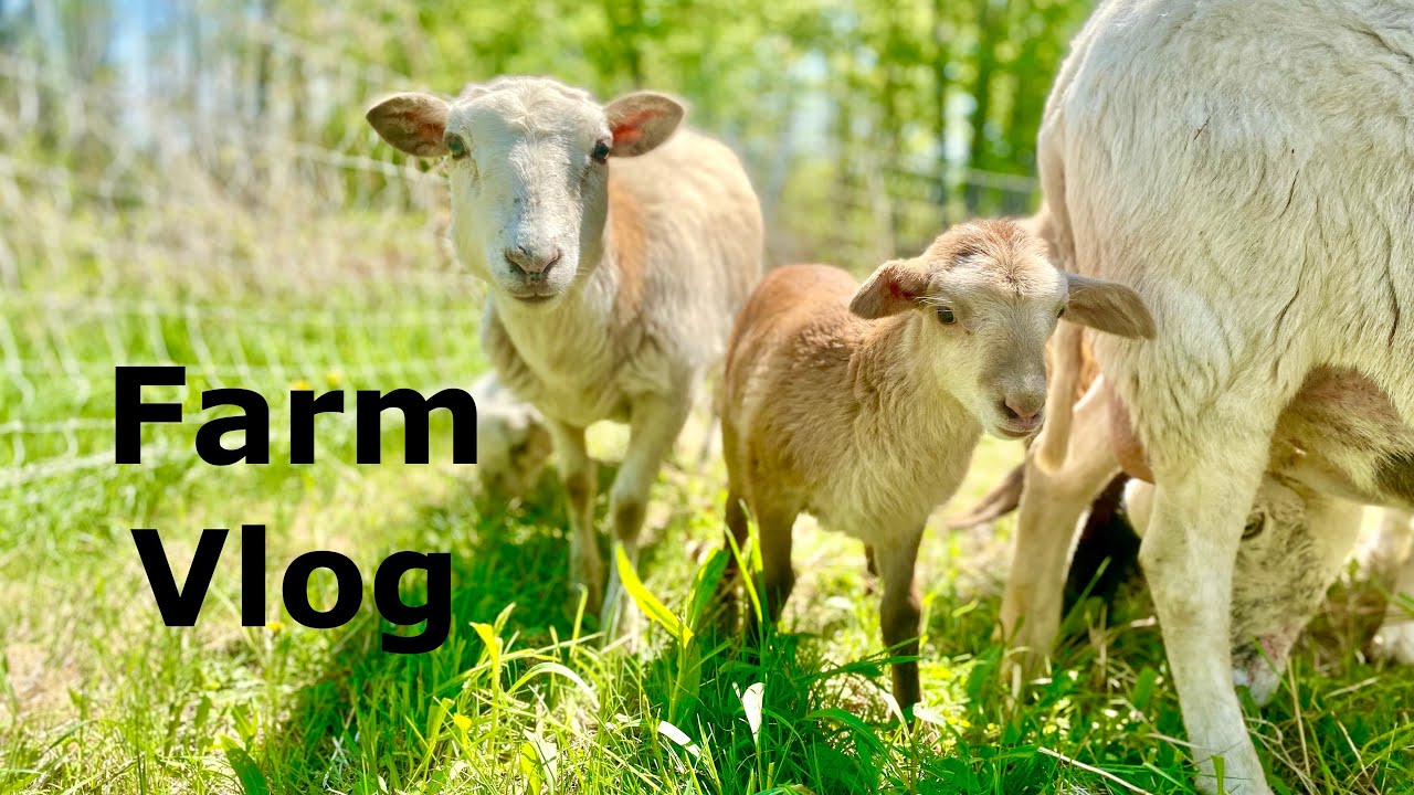Moving our Katahdin Sheep to Pasture