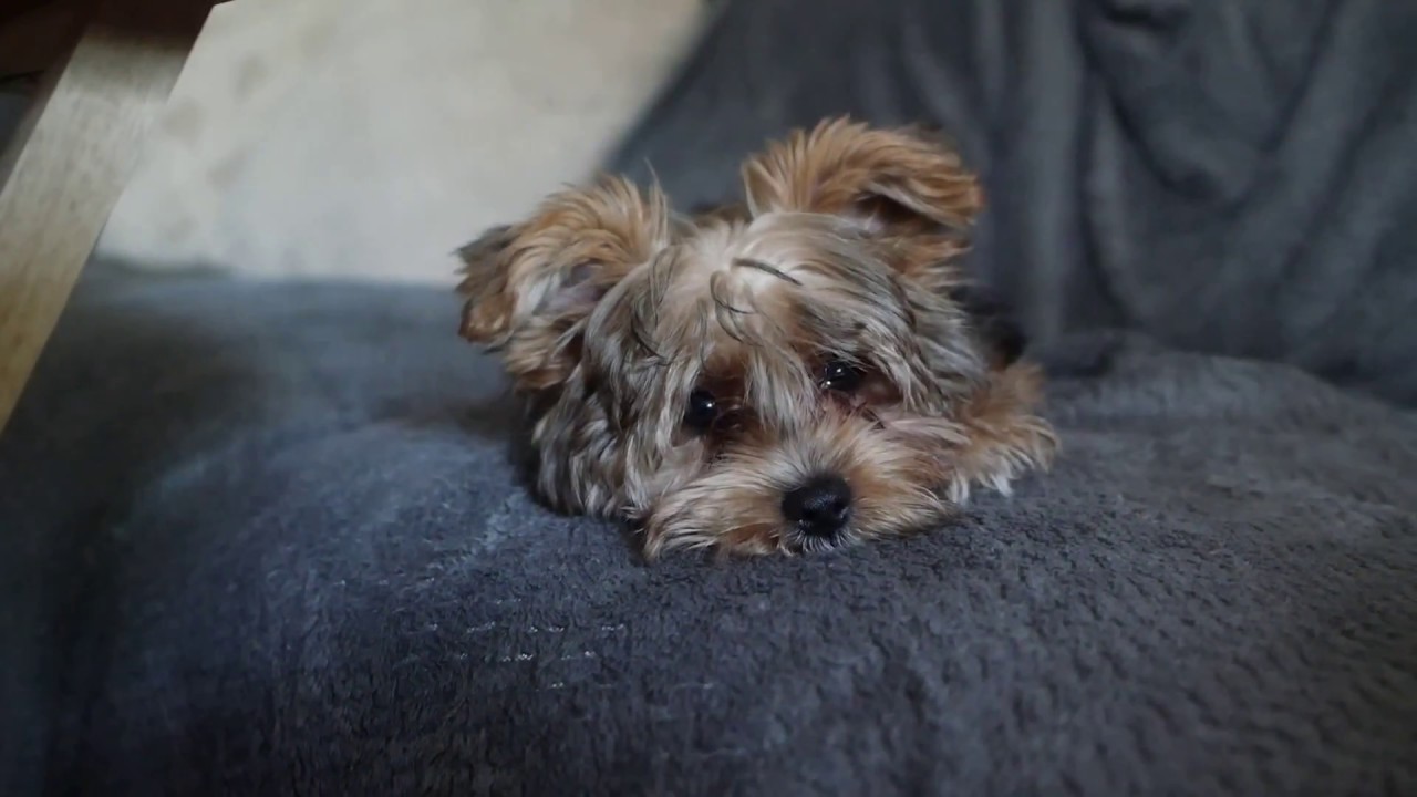Yorkie Poo's First Time at a Groomer (3 months old)