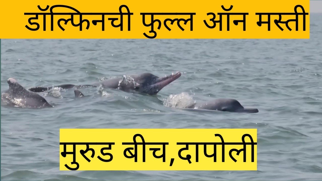 डॉल्फिन सफर मुरूड बीच,दापोली.                                Dolphin Ride Murud Beach, Dapoli