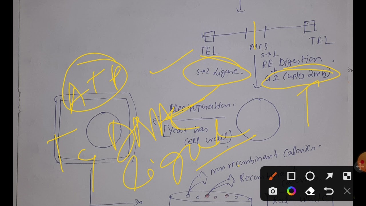 Concept of Yeast artificial chromosome and Red white screening #CSIRNET #GATEXL2023