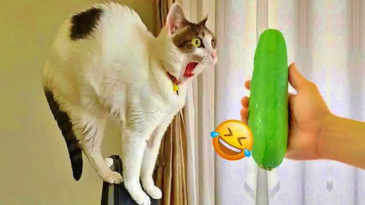 You Laugh You Lose 🥰 Funniest Cats and Dogs 2026🐱 Part 2