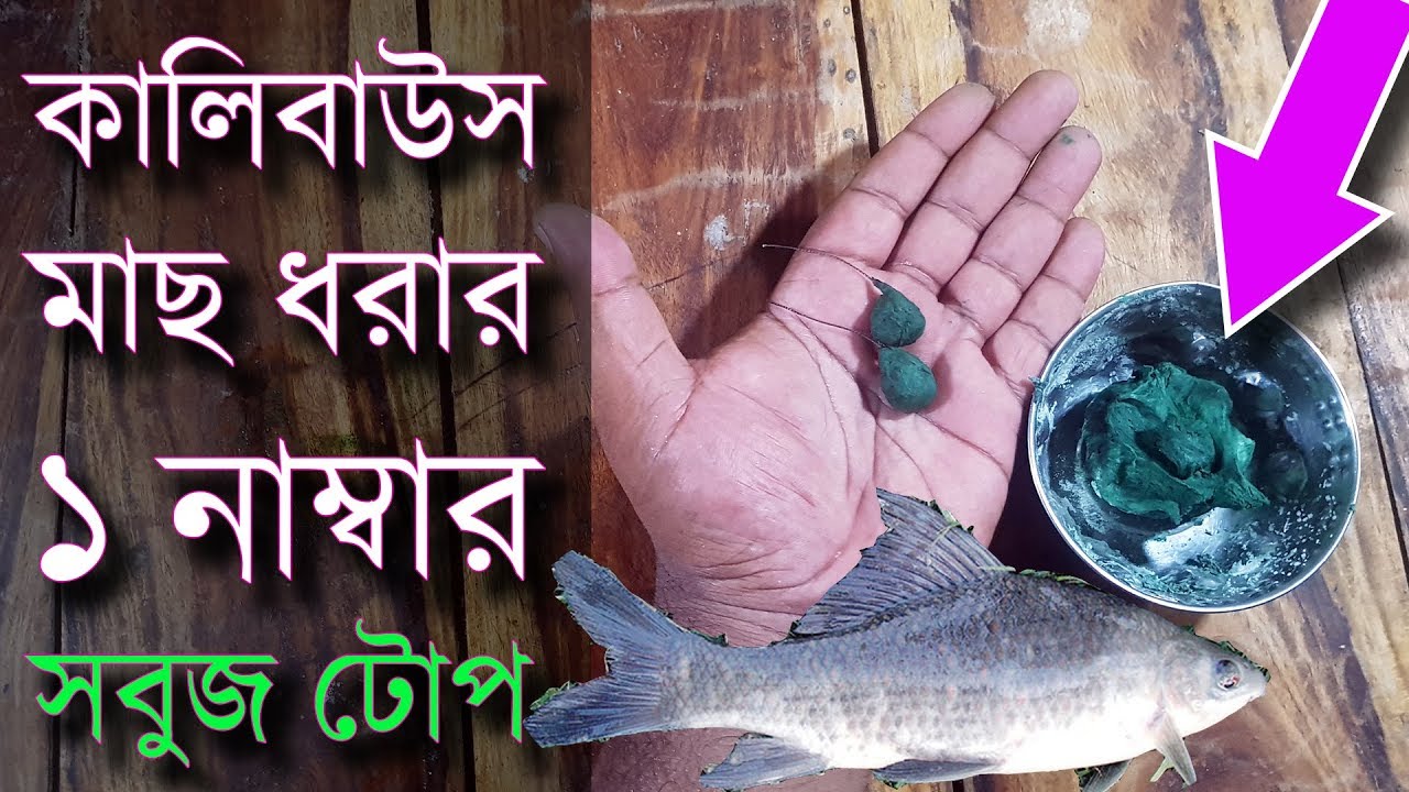 কালিবাউস মাছ ধরার ১নাম্বার শেওলার টোপ Amazing Kalivaush Algae Green Spirulina Bait Fishing Video