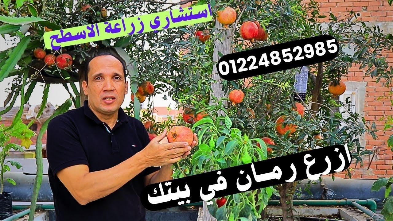سطحك جنة : احترف زراعة الرمان فوق الاسطح خطوة خطوة للمبتدئين 01224852985