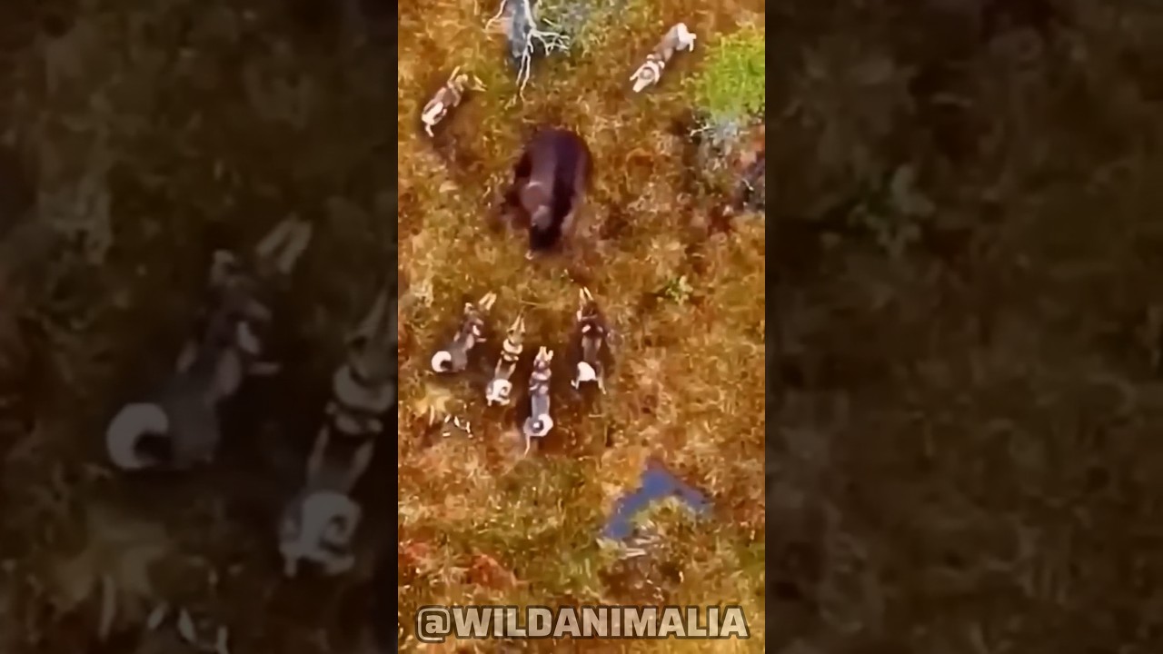 Bear vs Pack of Wolves: An Epic Battle for Survival