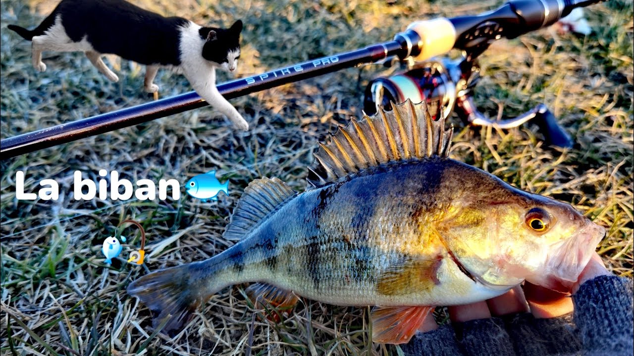 Primavara BIBANEALA🐟🔨🎣 #spikepro #abugarcia #berkley #Plano #shimano