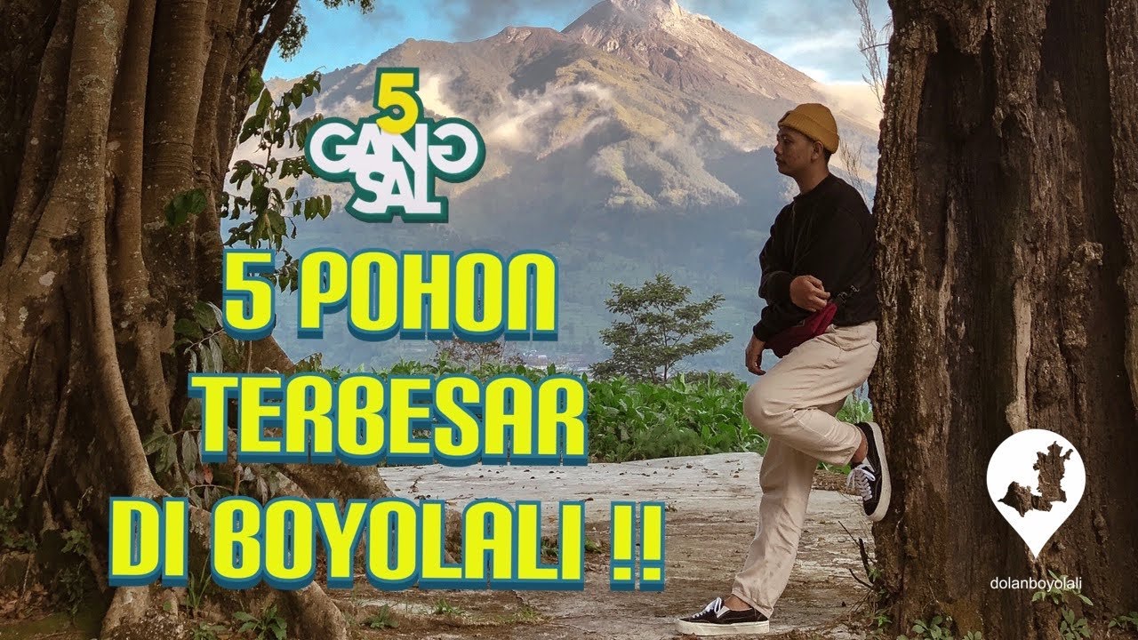 #GANG5AL : 5 POHON TERBESAR DI BOYOLALI !!