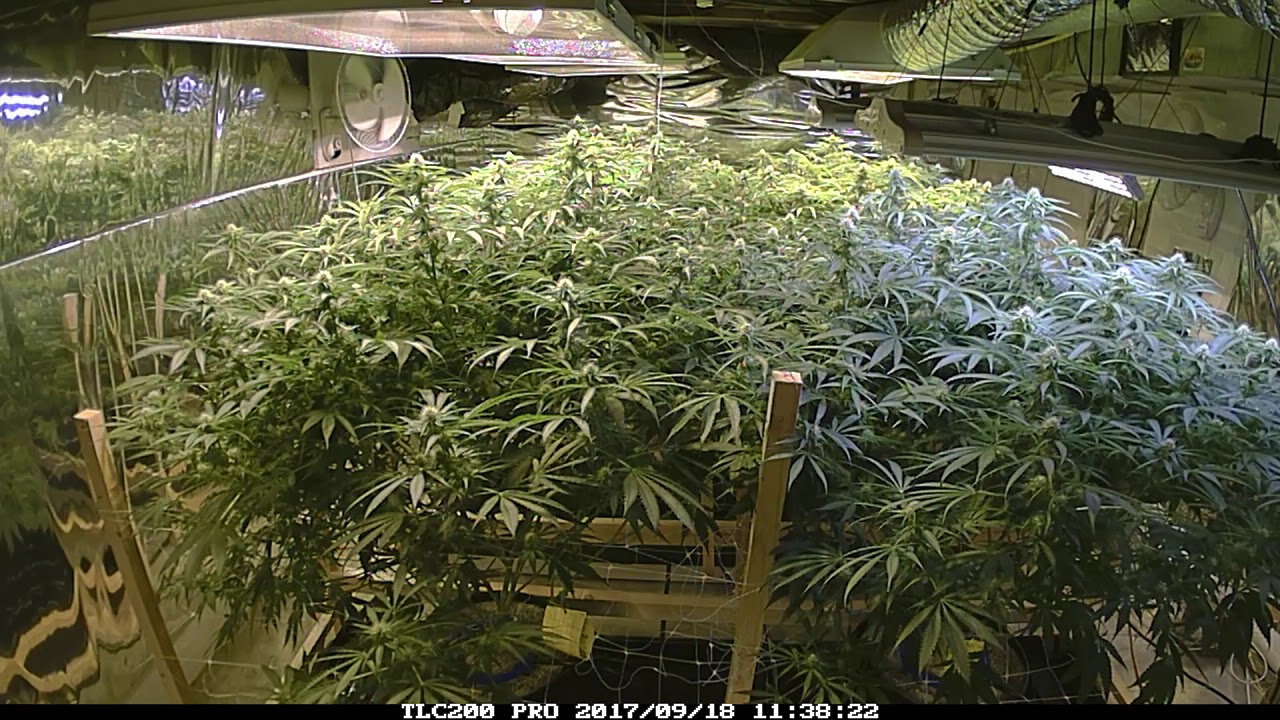 hps vs Electric Sky LED grow light time lapse
