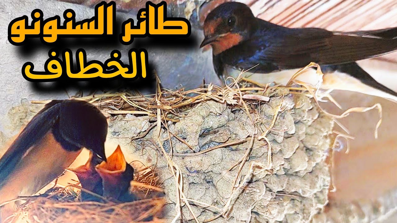 طائر السنونو الخطاف حقائق مدهشة عن الطائر الرشيق ودوره المهم جدا في بيئتنا