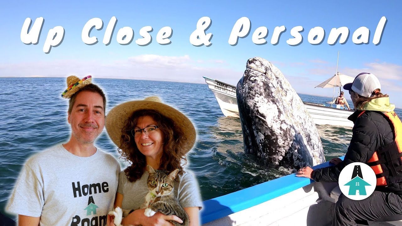 Unforgettable Whale Watching Experience in Baja California, Mexico