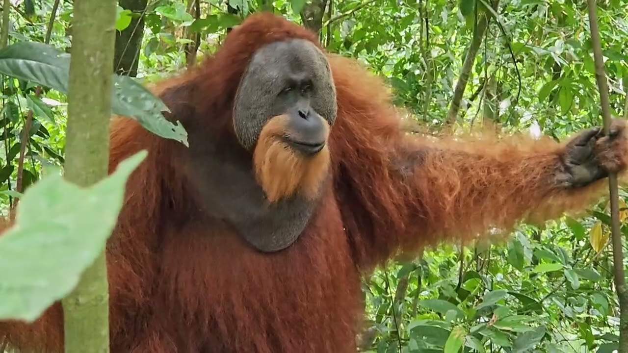 Indonesia - Sumatra, Weh
