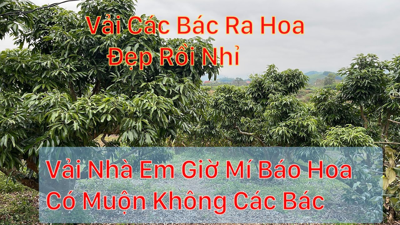 VẢI THIỀU NĂM NAY NHÀ MÌNH XỊT RỒI KHÔNG RA HOA ĐƯỢC 